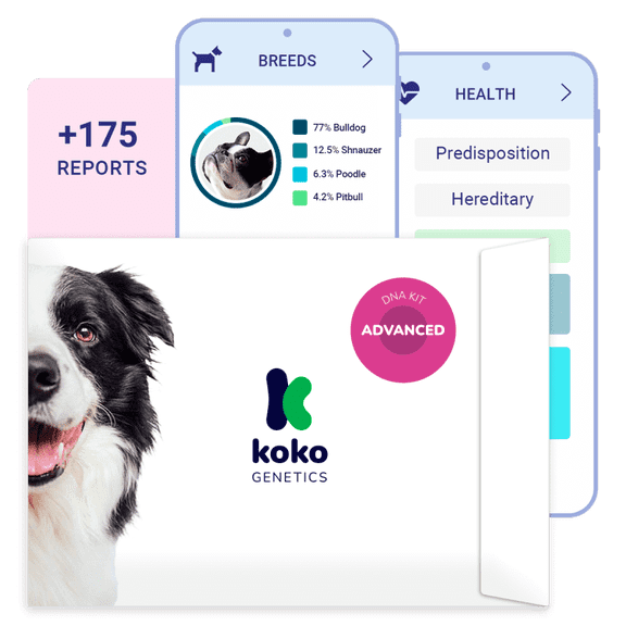 Koko DNA Test for Dogs | Advanced Range | 175 Breeds, Health & Traits Reports | All Fees Included