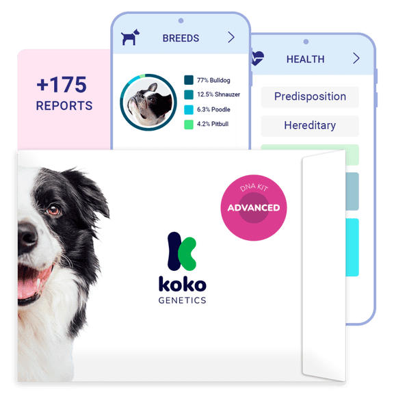 Koko DNA Test for Dogs | Advanced Range | 175 Breeds, Health & Traits Reports | All Fees Included
