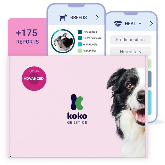 Koko DNA Test for Dogs | Advanced Range | 175 Breeds, Health & Traits Reports | All Fees Included