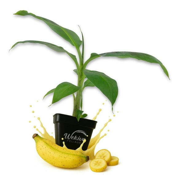 Kokopo Banana Tree - 4 Live Plants in 3 Inch Growers Pots - Musa Acuminata - Edible Fruit Bearing Tree for The Patio and Garden