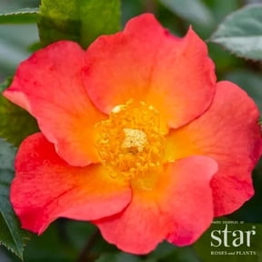 Kolorscape Firecracker Shrub Rose - Live Plant - ( 1 QT ) - Repeat Blooms