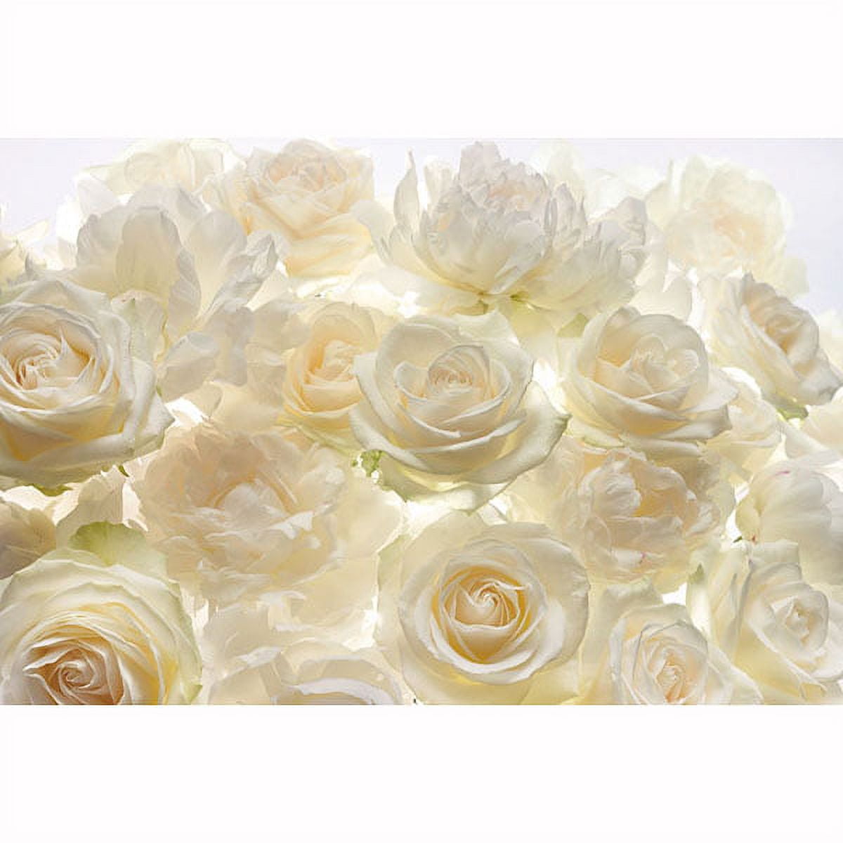 Ivory Rose Non-Woven Repositionable Wall Mural