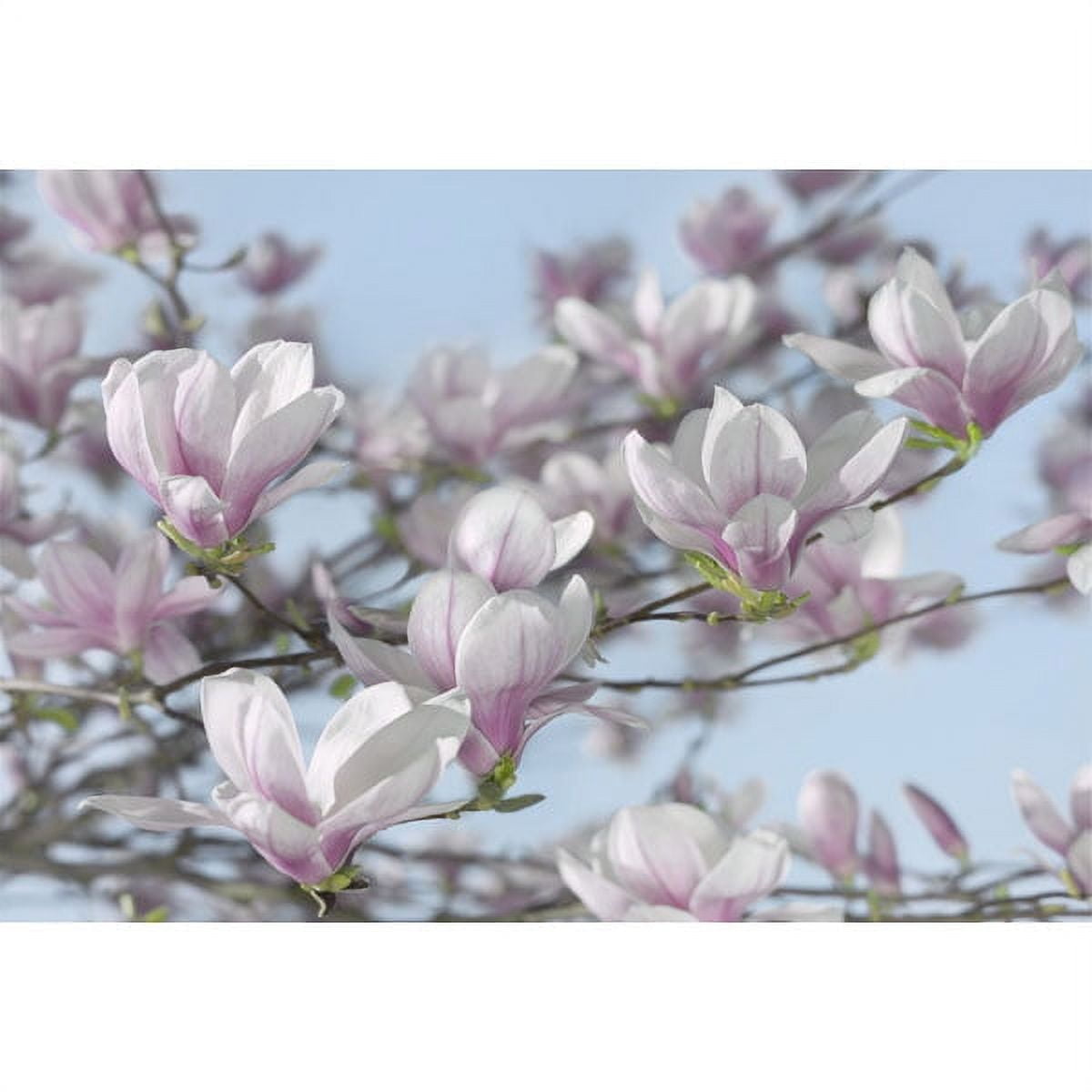 Pink Magnolia Bloom Self-Adhesive Recyclable Paper Wall Mural