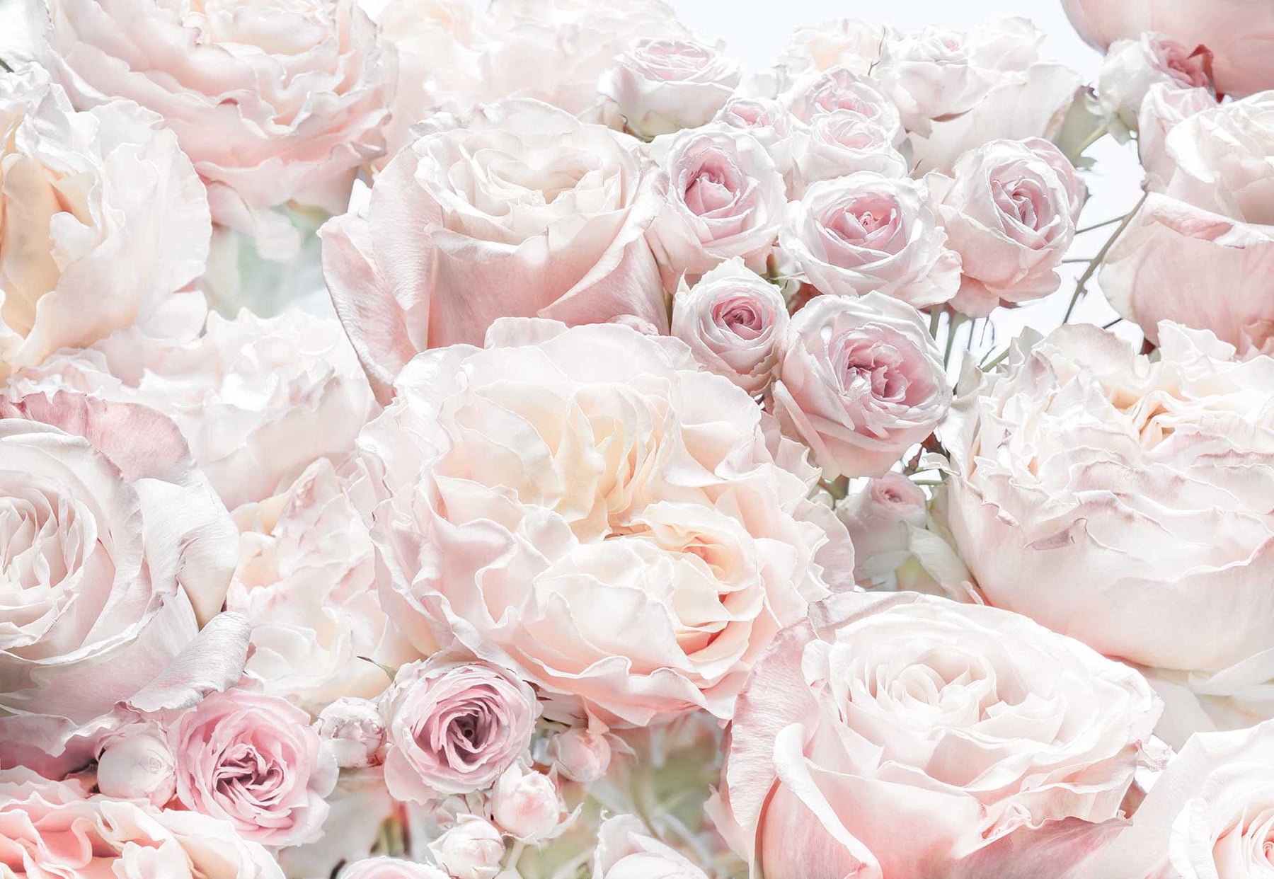 Photorealistic Pink Roses Wall Mural for Kids Room