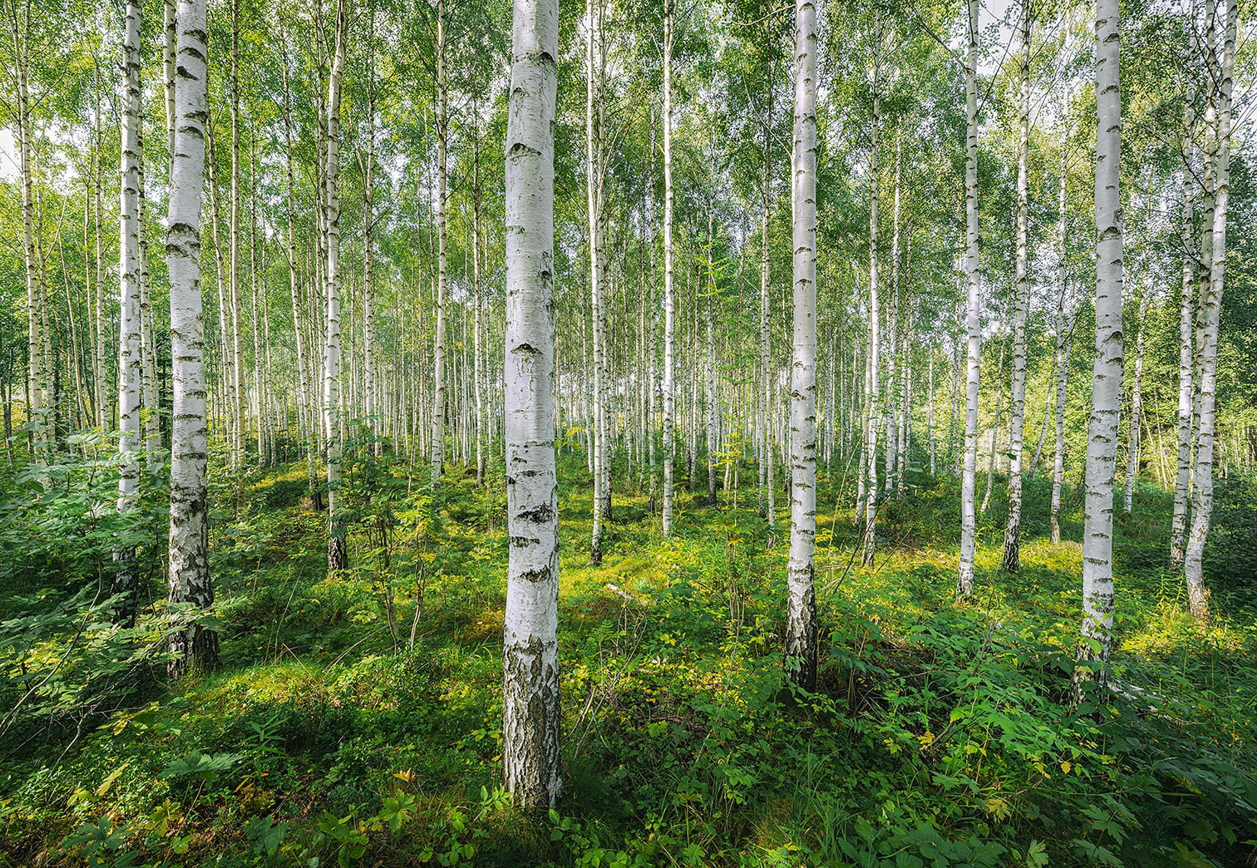 Sunny Day Birch Forest Nature Wall Mural, 99.6" x 144"