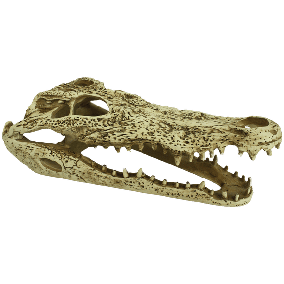 Komodo Alligator Skull, Habitat Décor for Aquarium, Terrarium or Vivarium Tank