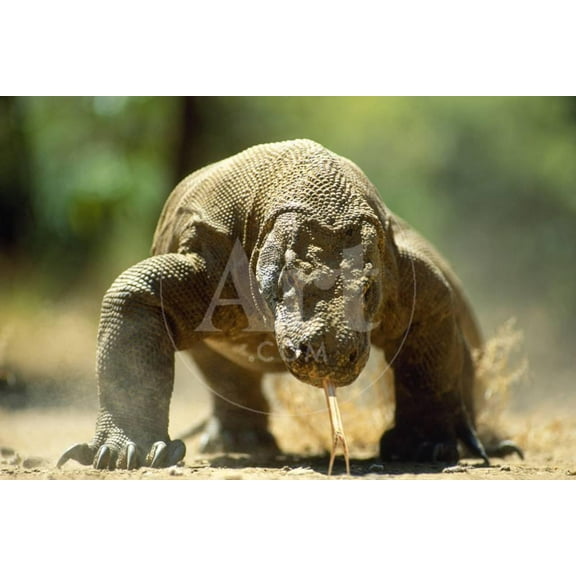 Komodo Dragon, Animals World Culture Unframed Photographic Print Wall Art by Adrian Warren Sold by ArtCom