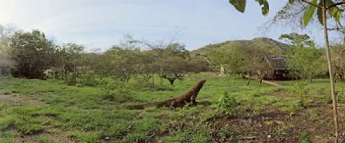 Komodo Dragon (Varanus komodoensis) in a field Rinca Island Indonesia Canvas Art - Panoramic Images (30 x 13)