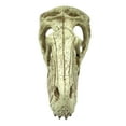 thumbnail image 1 of Komodo Raptor Skull, Large, 1 of 2