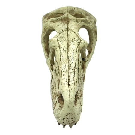 Komodo Raptor Skull, Xlarge
