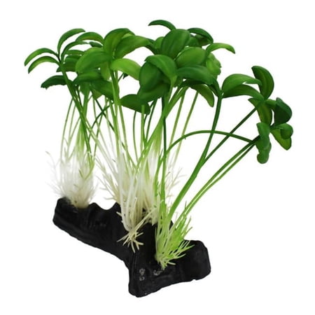 Komodo Sprout Plant - One Size