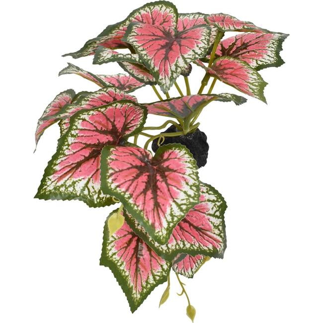 Komodo Reptile 93381 5 in. Standing Caladium Plant, Pink & Green
