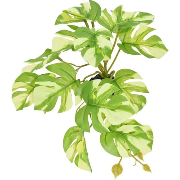 Komodo Reptile 93380 5 in. Standing Variegated Monstera Plant, Green