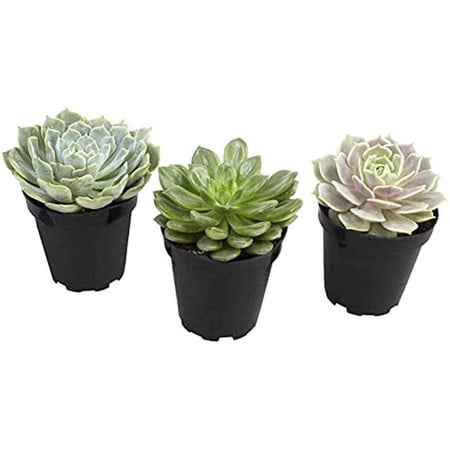 Komodo Succulent Plant Habitat Ornaments
