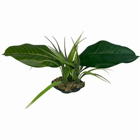 Komodo Woodland Canopy Terrarium Plant - 1 count