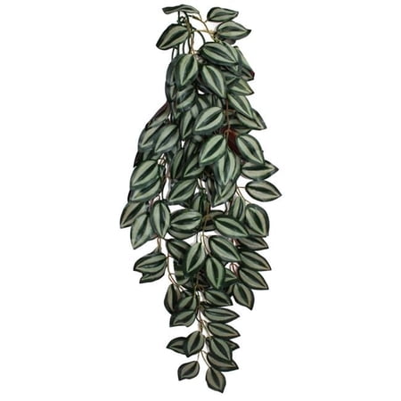 Komodo Zebrina Hanging Vine Terrarium Plant - Large - 1 Count