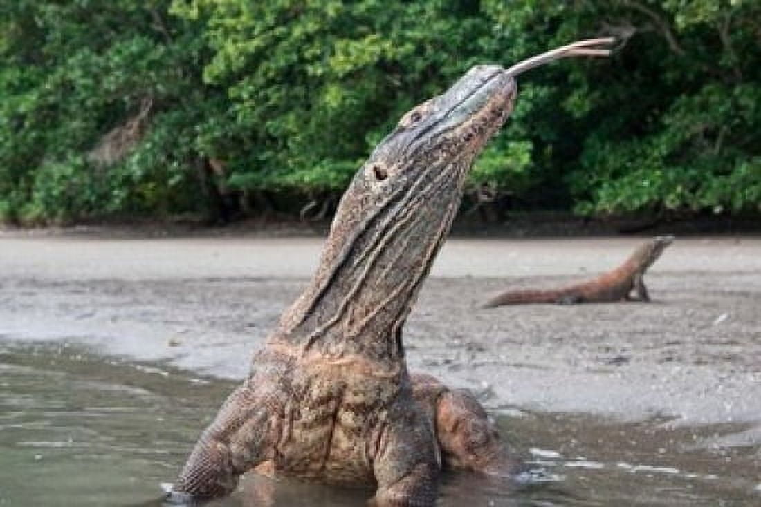 Komodo dragon in water Komodo National Park Rinca Island Indonesia Canvas Art - Jaynes Gallery DanitaDelimont (36 x 24)