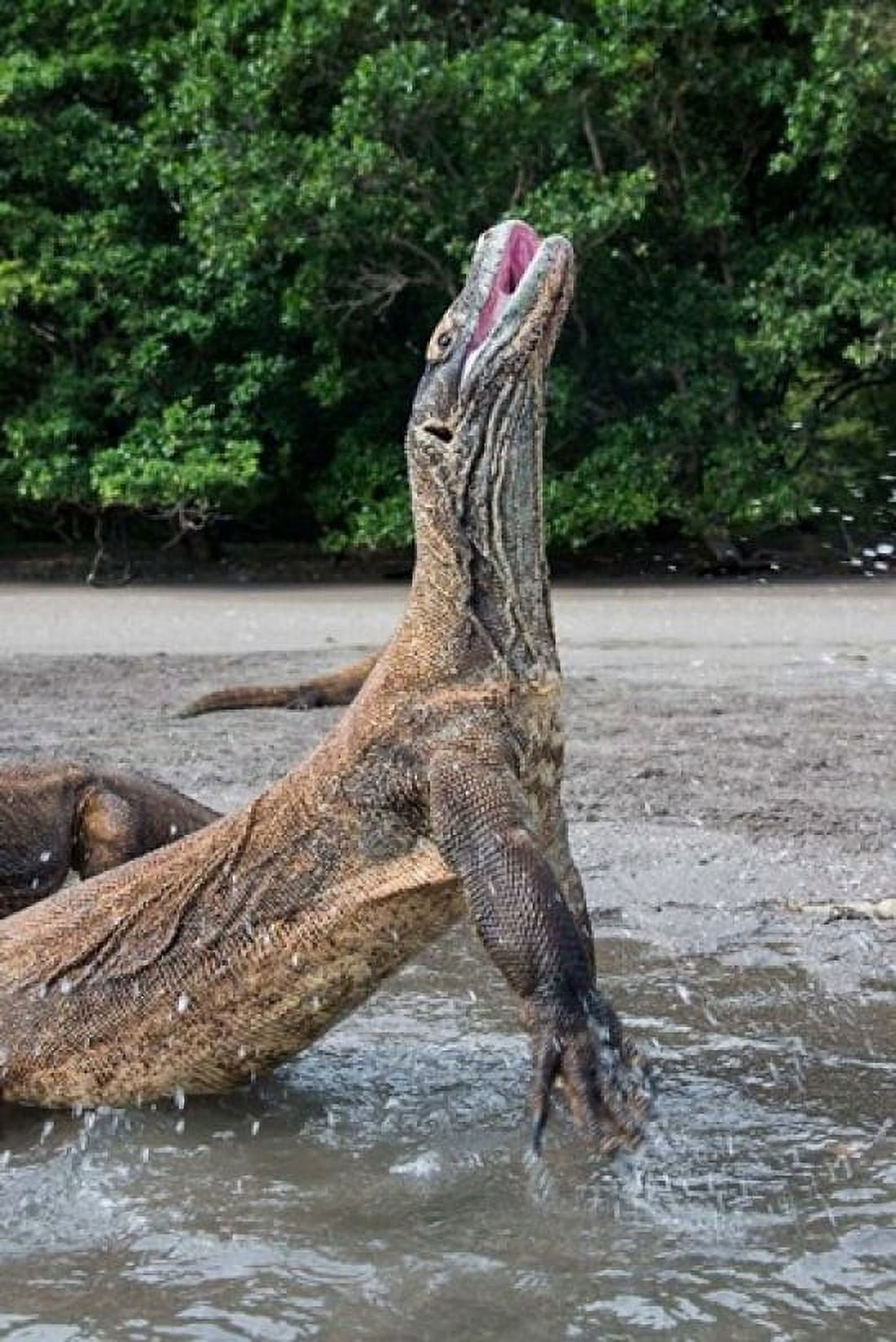 Komodo dragon rising out of water Canvas Art - Jaynes Gallery DanitaDelimont (24 x 36)