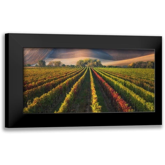 Komovec, Ales 14x9 Black Modern Framed Museum Art Print Titled - Vineyard In Autumn