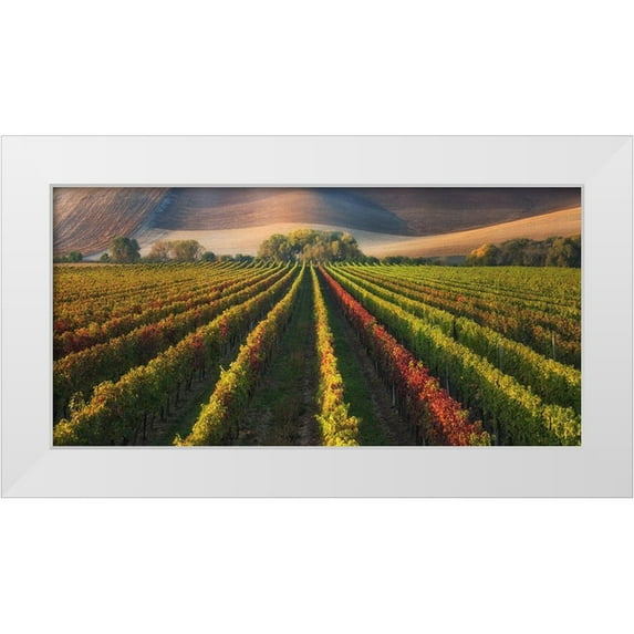 Komovec, Ales 18x11 White Modern Wood Framed Museum Art Print Titled - Vineyard In Autumn