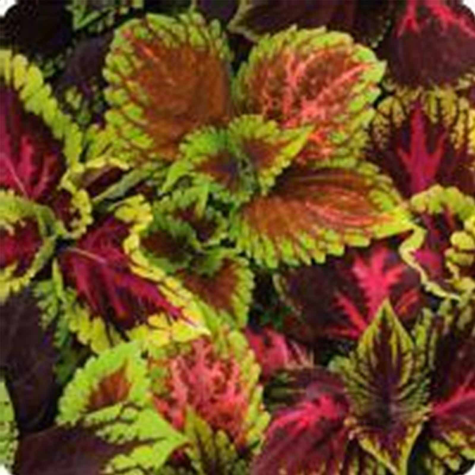 Kong Series Coleus Seeds - Empire Mix - 100 Seeds - Ornamental & Decorative House & Garden Plant Seeds by Mountain Valley
