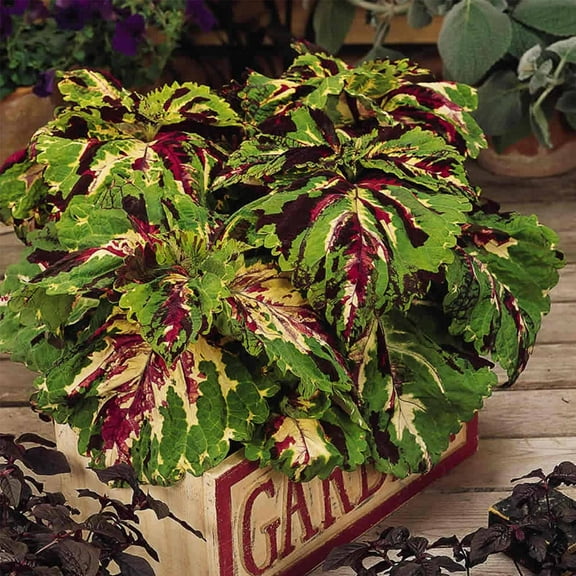 Kong Series Coleus Seeds - Mosaic - 100 Seeds - Ornamental & Decorative House & Garden Plant Seeds by Mountain Valley