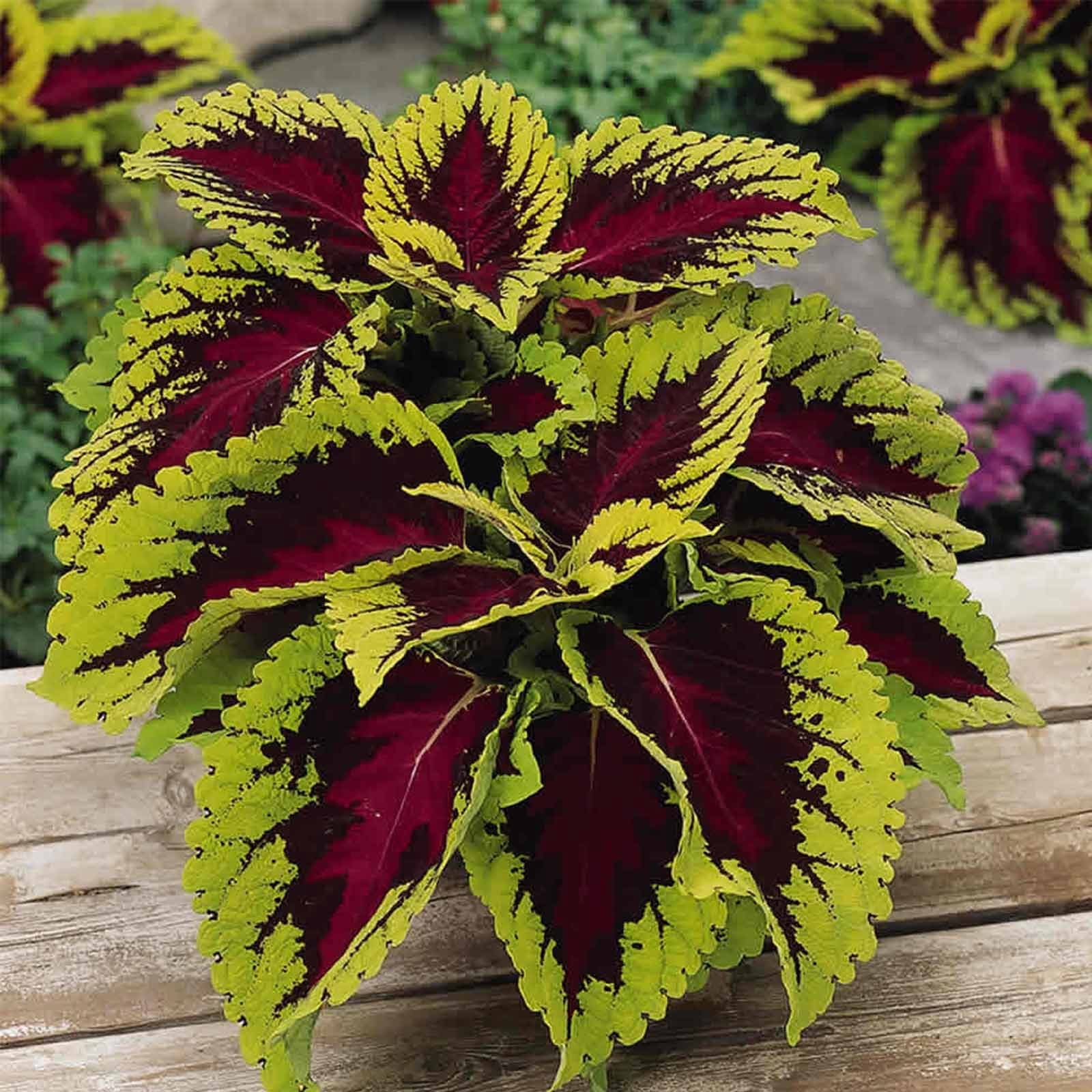 Kong Series Coleus Seeds - Rose - 100 Seeds - Ornamental & Decorative House & Garden Plant Seeds by Mountain Valley
