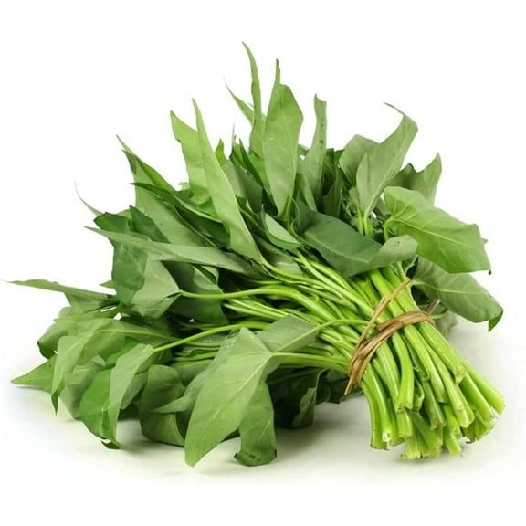 Kong Xin CAI Seeds (250 Seeds) - Green Leaf Vegetable Seeds for Planting Garden - Non-GMO Choy Ong Seeds - Ships from Iowa, USA