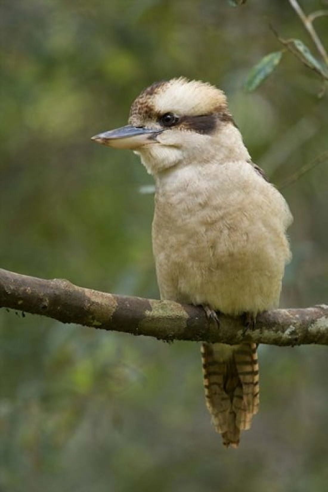 Kookaburra Bird Tasmania Australia Canvas Art - Rebecca Jackrel DanitaDelimont (17 x 26)