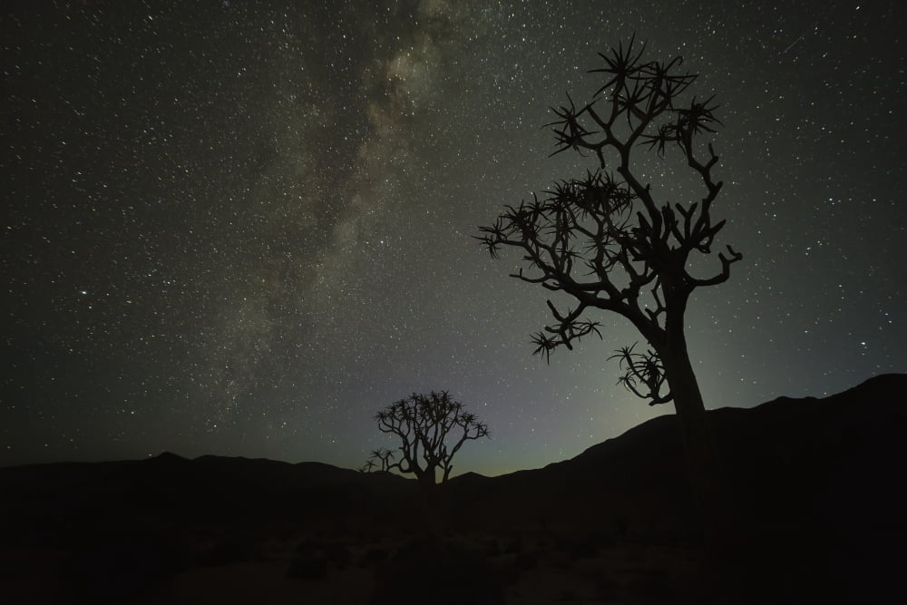 Kookerboom tree under the Milky Way Richtersveld National Park South Africa Canvas Art - Robert Postma Design Pics (19 x 12)