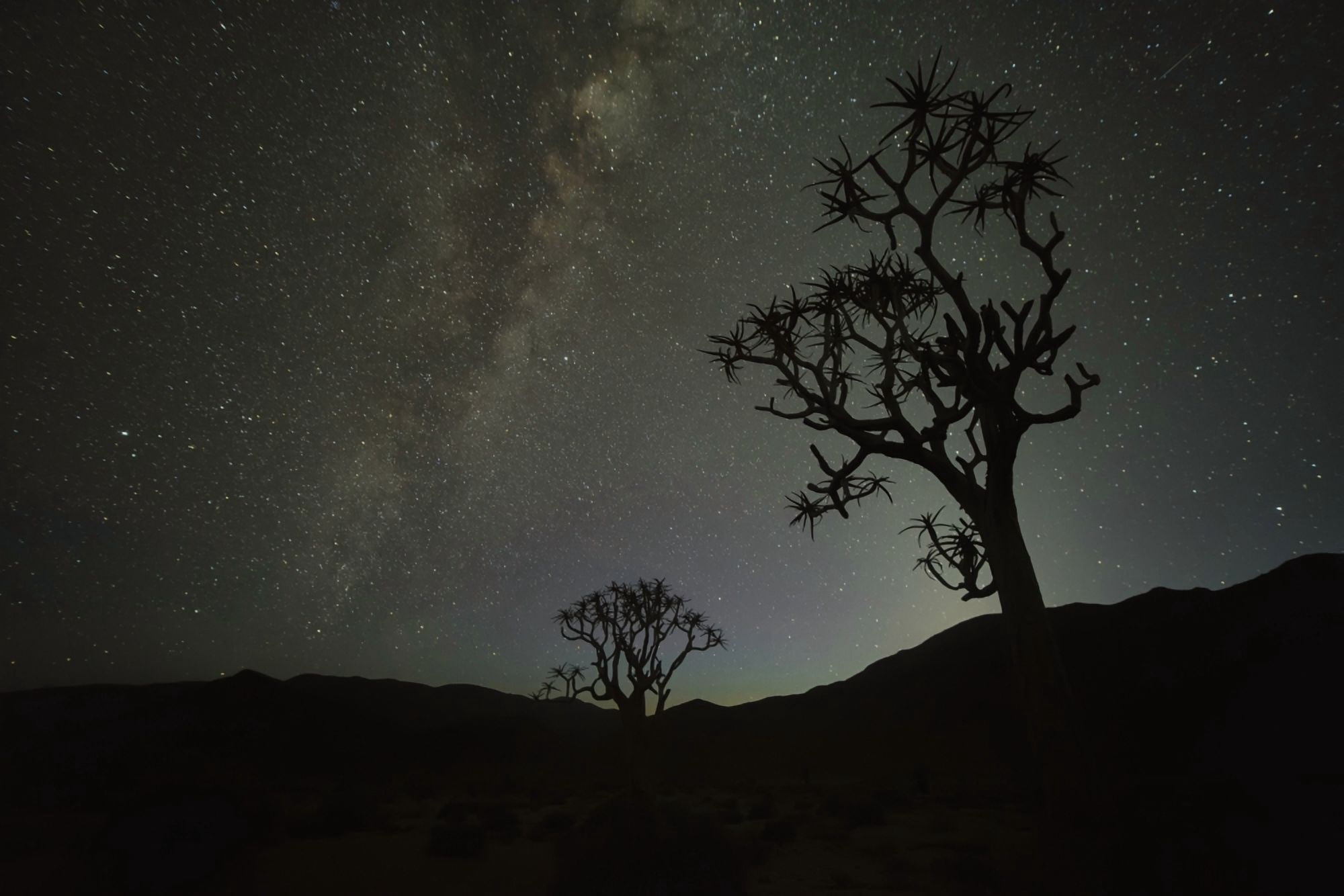 Kookerboom tree under the Milky Way Richtersveld National Park South Africa Canvas Art - Robert Postma Design Pics (38 x 24)