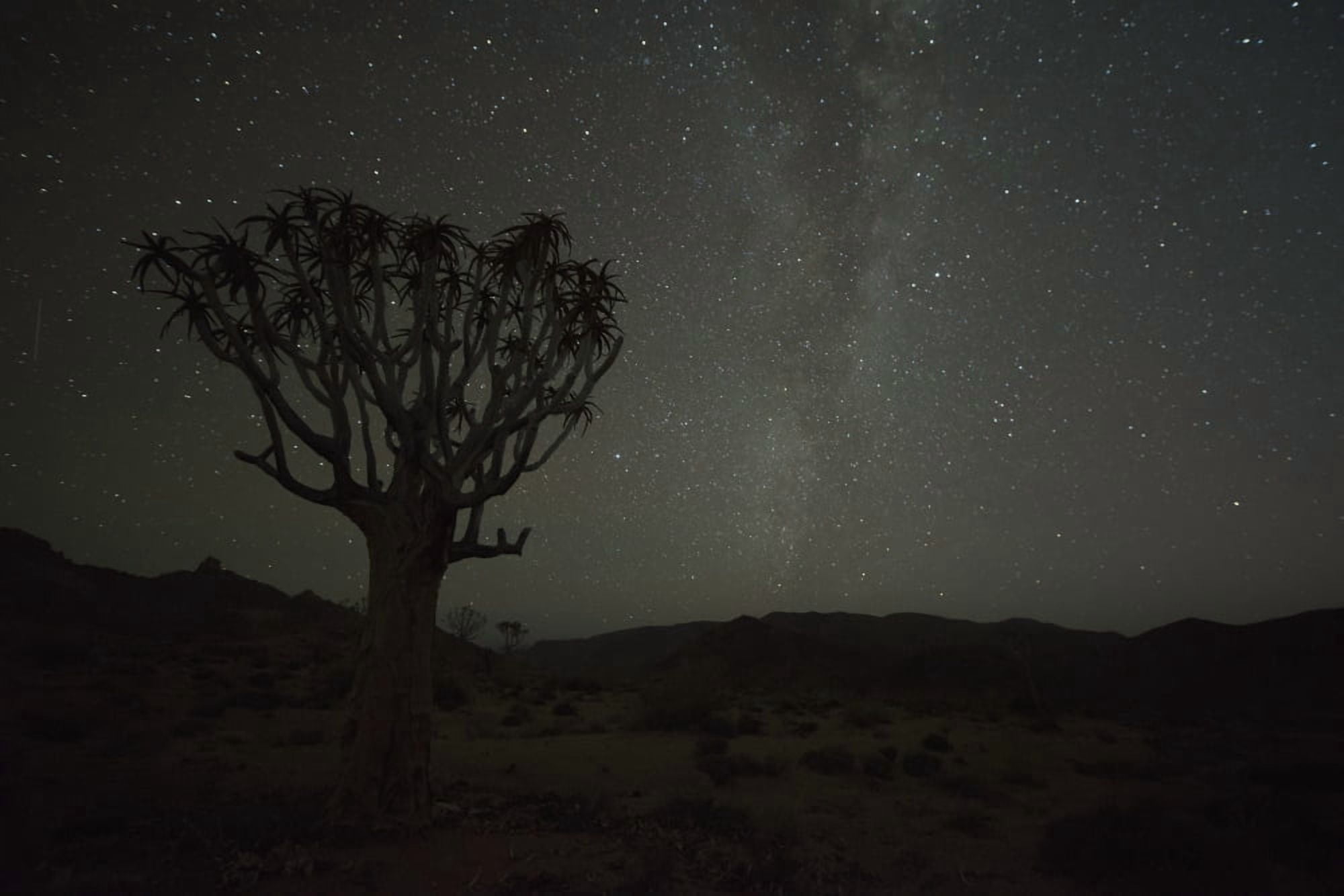 Kookerboom tree with Milky Way Richtersveld National Park South Africa Canvas Art - Robert Postma Design Pics (19 x 12)