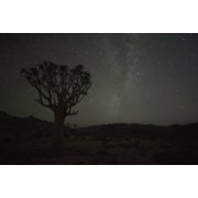 Kookerboom tree with Milky Way Richtersveld National Park South Africa Canvas Art - Robert Postma Design Pics 38 x 24