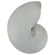 Koopman International 8.5 Gray Nautical Round Snail Shell Table Top Decoration