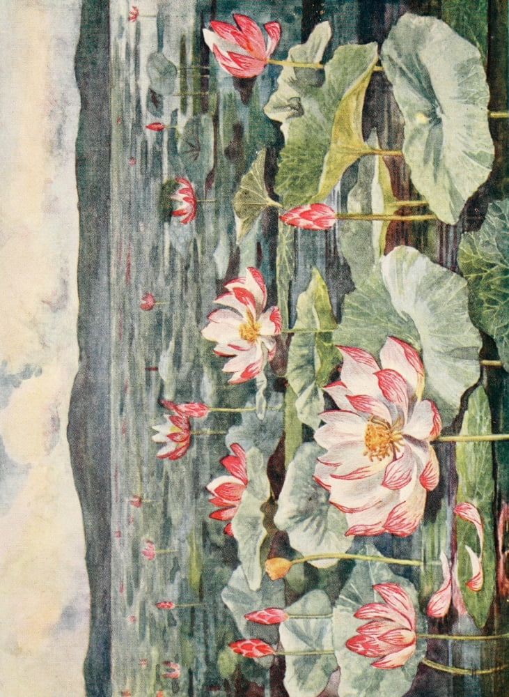 Korea 1910 Canvas Art - Edward H Fitchew (24 x 36)