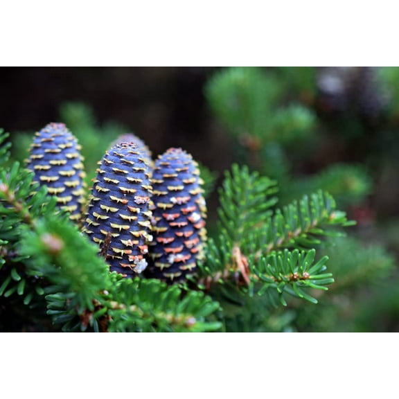 Korean Fir Tree Seeds - 30 Seeds - Abies koreana has Stunning Blue Cones - Ships from Iowa.