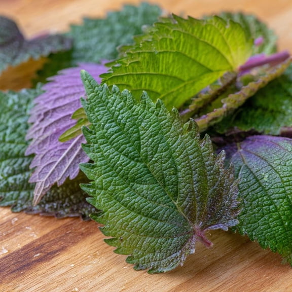 Korean Green Shiso 100 Seeds Aromatic Culinary Herb, Easy-to-Grow