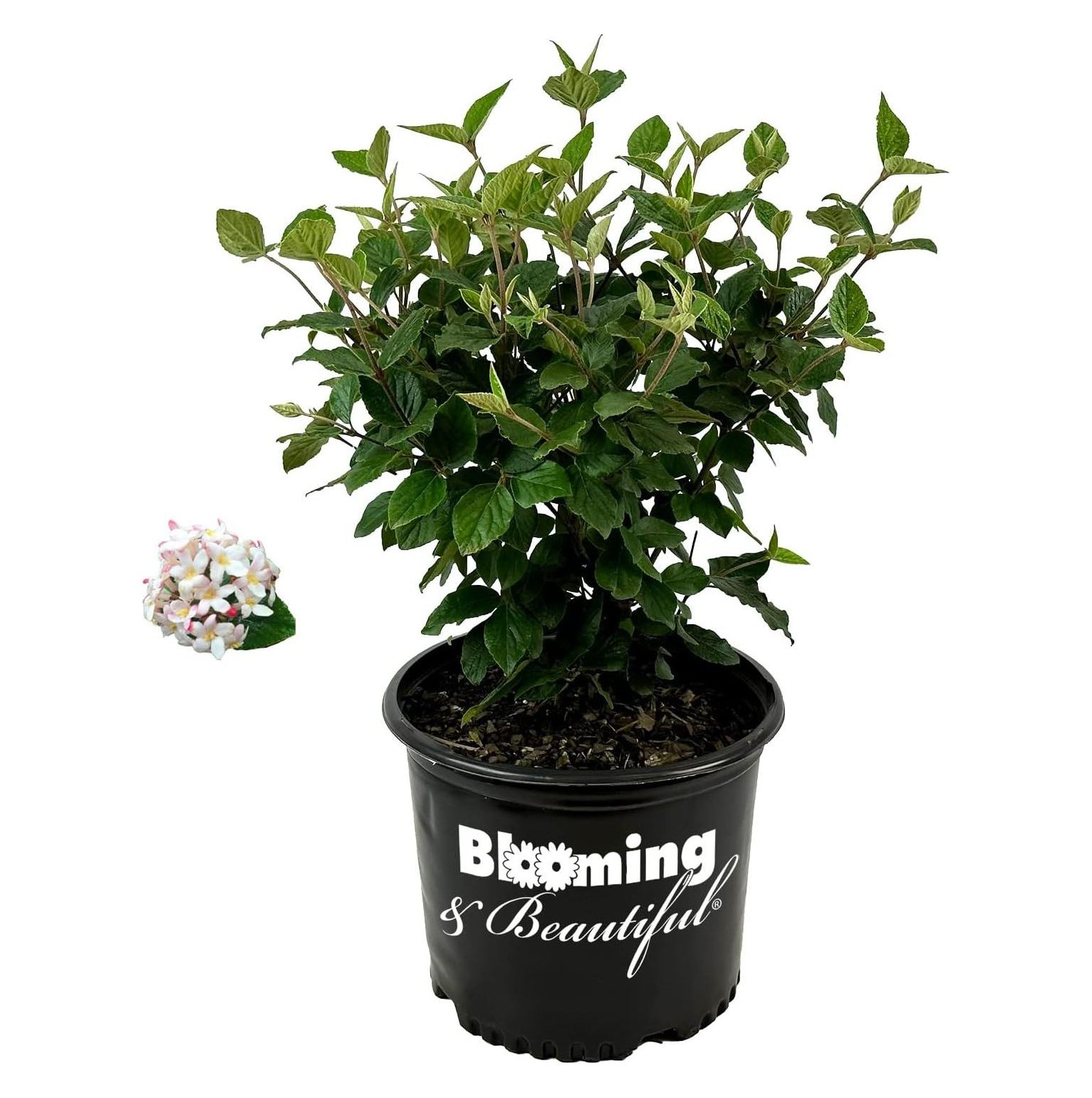 Korean Spice Viburnum 3 gal Deciduous Flowering Shrub to White