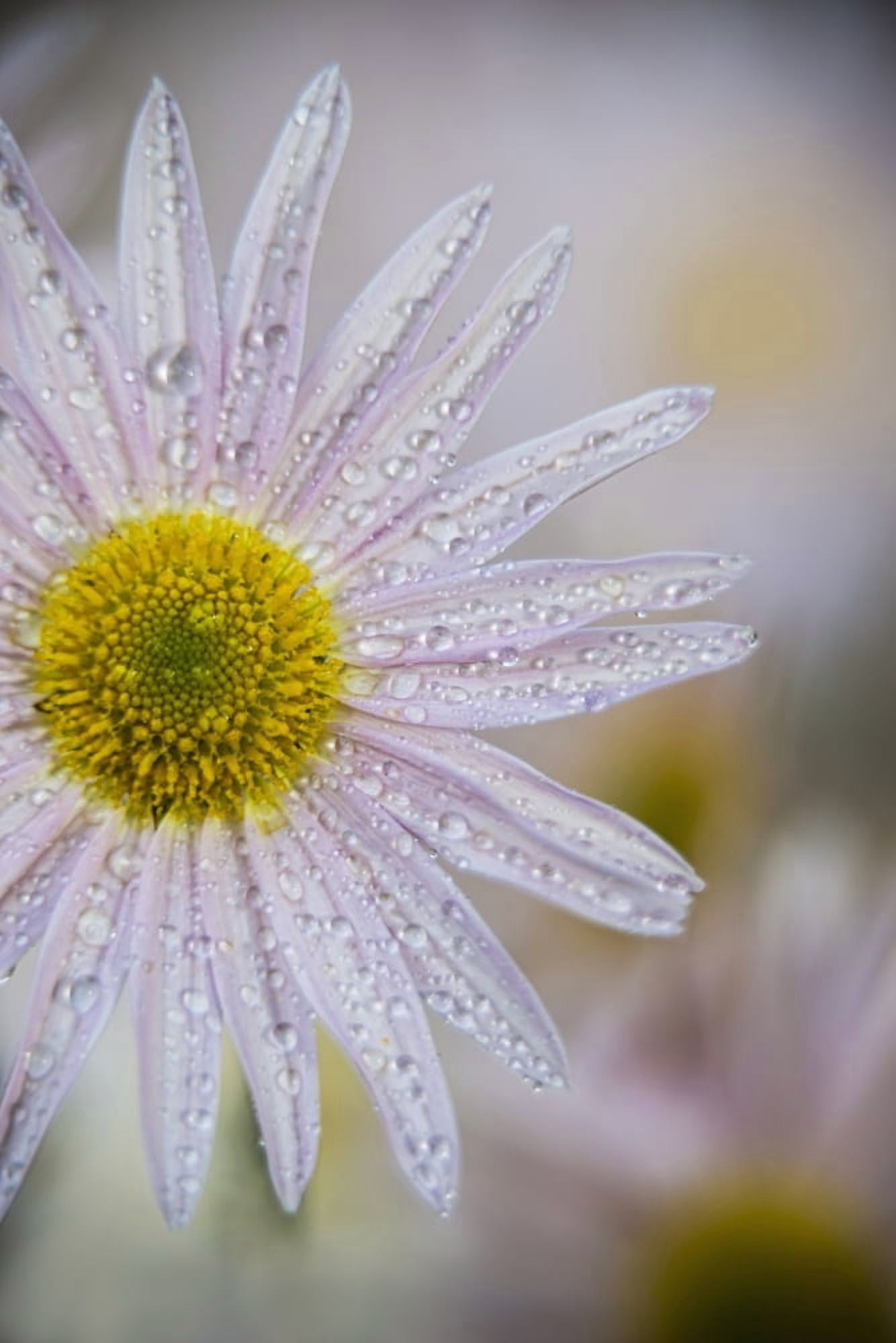 Korean chrysanthemum (Asteraceae) New York Botanical Garden New York City New York United States of America Canvas Art - F M Kearney Design Pics (24 x 36)