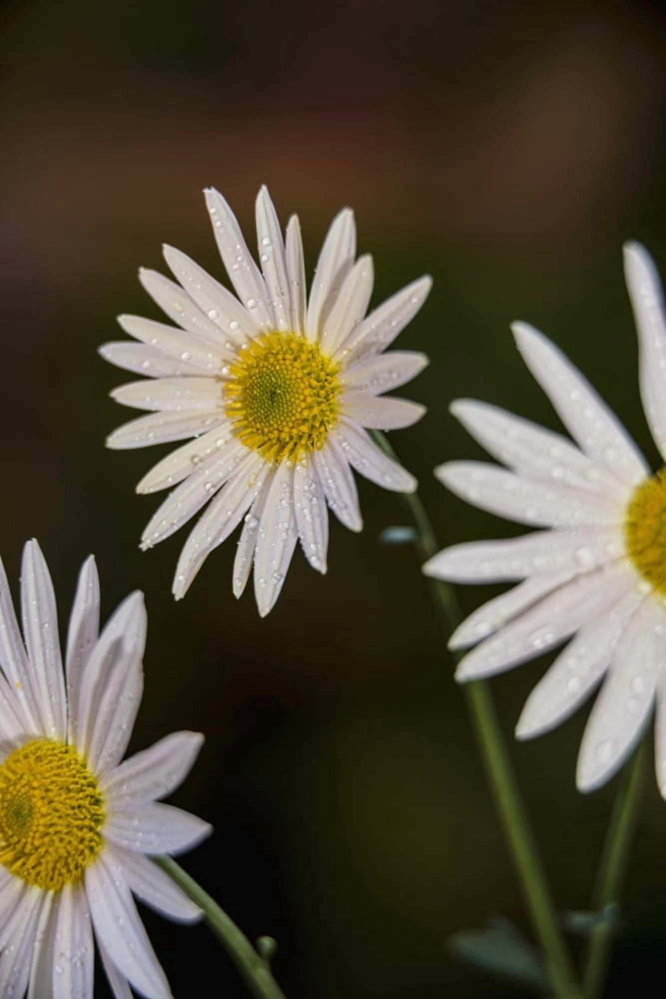 Korean chrysanthemums (Asteraceae) New York Botanical Garden New York City New York United States of America Canvas Art - F M Kearney Design Pics (24 x 36)