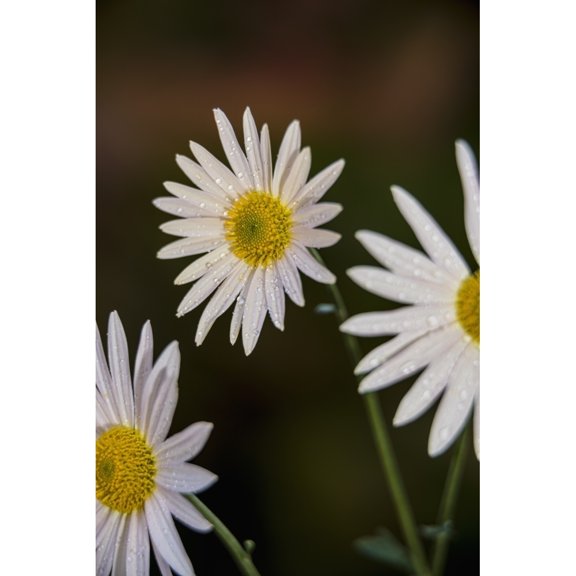 Posterazzi DPI12270962LARGE Korean Chrysanthemums New York Botanical Garden - New York City United States of America Poster Print - 24 x 36 in. - Large
