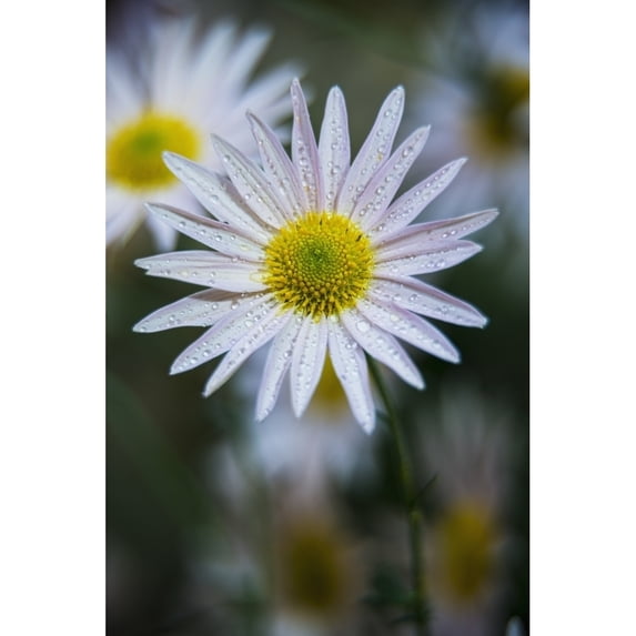 Korean chrysanthemums New York Botanical Garden; New York City New York United States of America