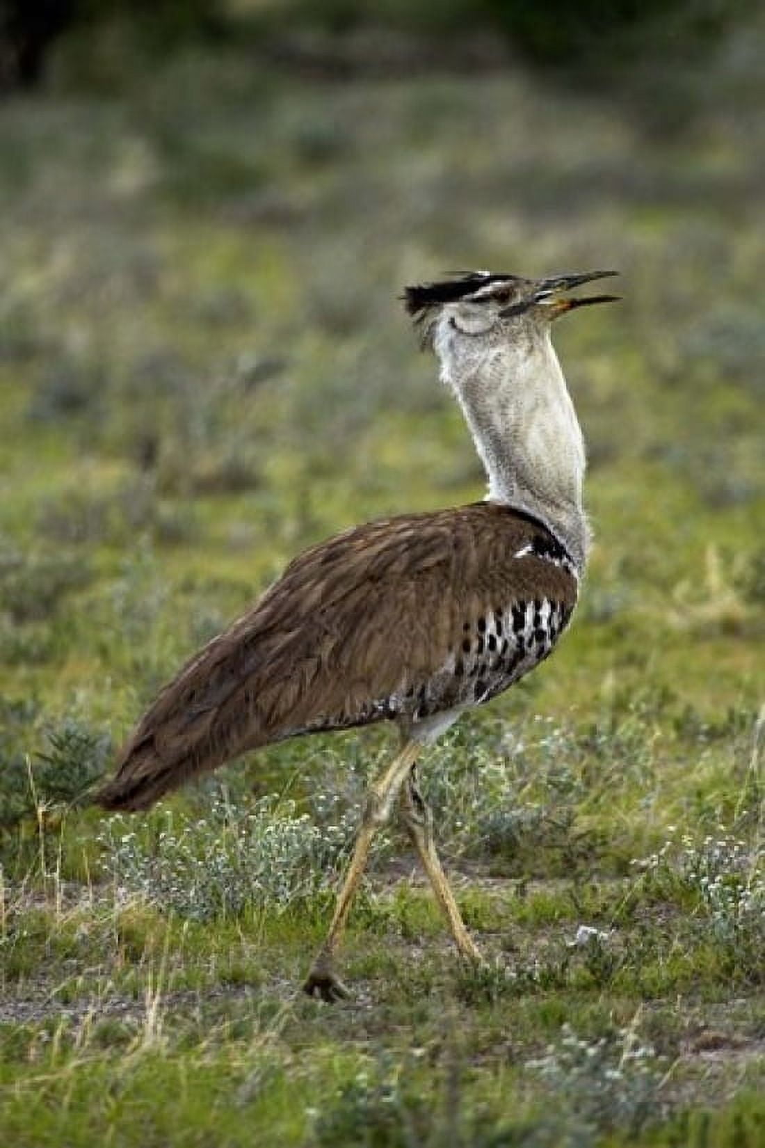 Kori Bustard Ardeotis kori Etosha NP Namibia Africa Canvas Art - David Wall DanitaDelimont (24 x 35)