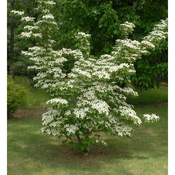 Kousa Chinese Dogwood Tree ( Cornus ) - Live Plant ( 1 QT )