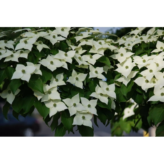 Kousa Dogwood 2-3' in height in an ABP container