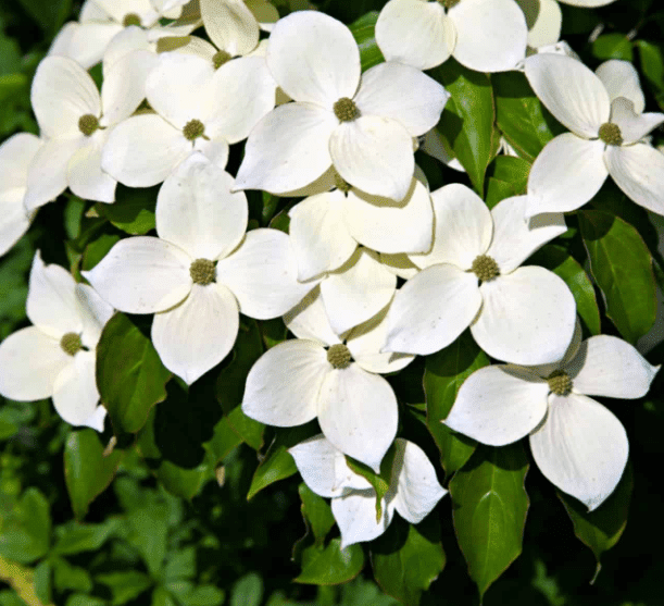 Kousa Dogwood Plant Live for Planting, White Flowing Dogwood Plant for Garden 6 to 12 Inch Tall in 4 Inch Pot