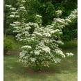 thumbnail image 1 of Kousa Dogwood Tree ( Cornus ) - Live Plant ( 2.5 QT ) - Sun to Shade - White Flowers, 1 of 6