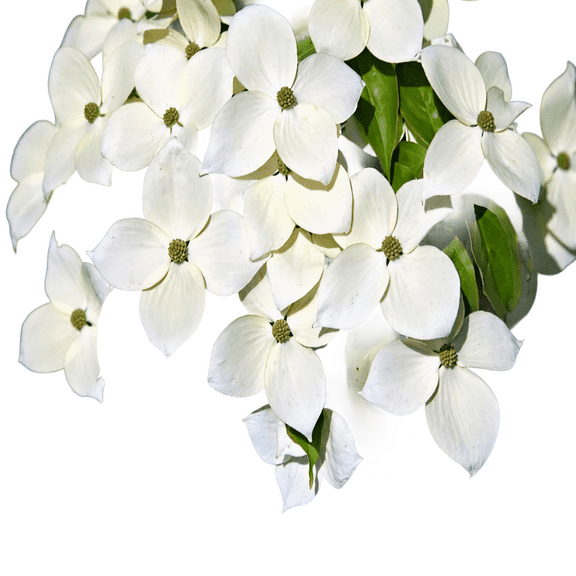 Kousa Dogwood Tree Live Plant, 3 Gallon Pot, Flowering Ornamental Tree for Home Gardens