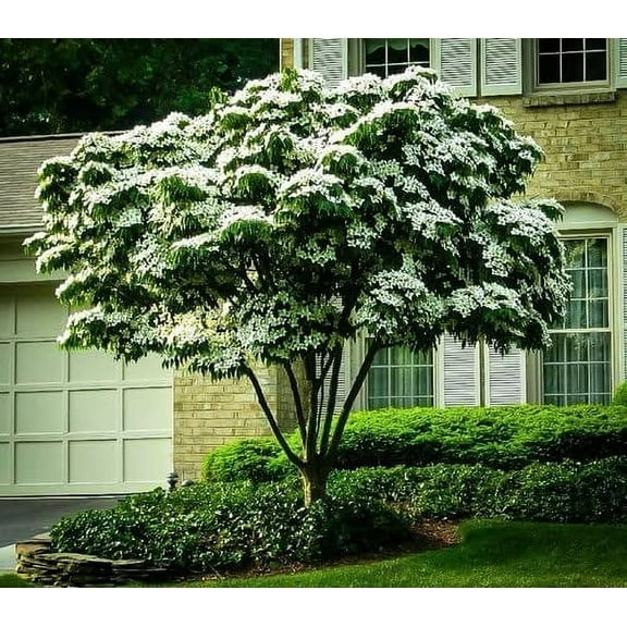 Kousa Dogwood Tree Seedlings for Planting - Cornus kousa - No California (3 Dogwood Trees)