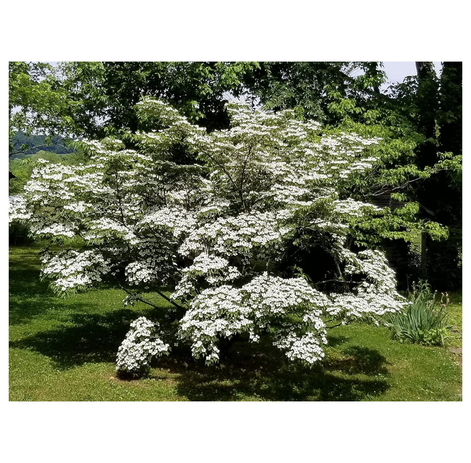 Kousa Japanese Dogwood White Flowering Tree Live Plant Shipped 2 to 3 Feet Tall